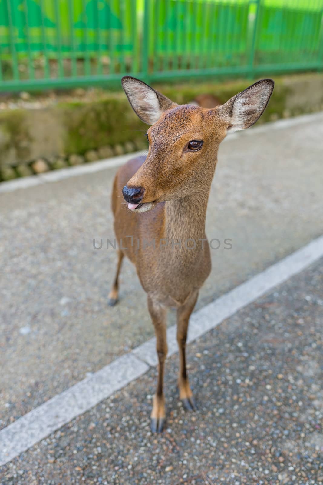 Deer at nara park