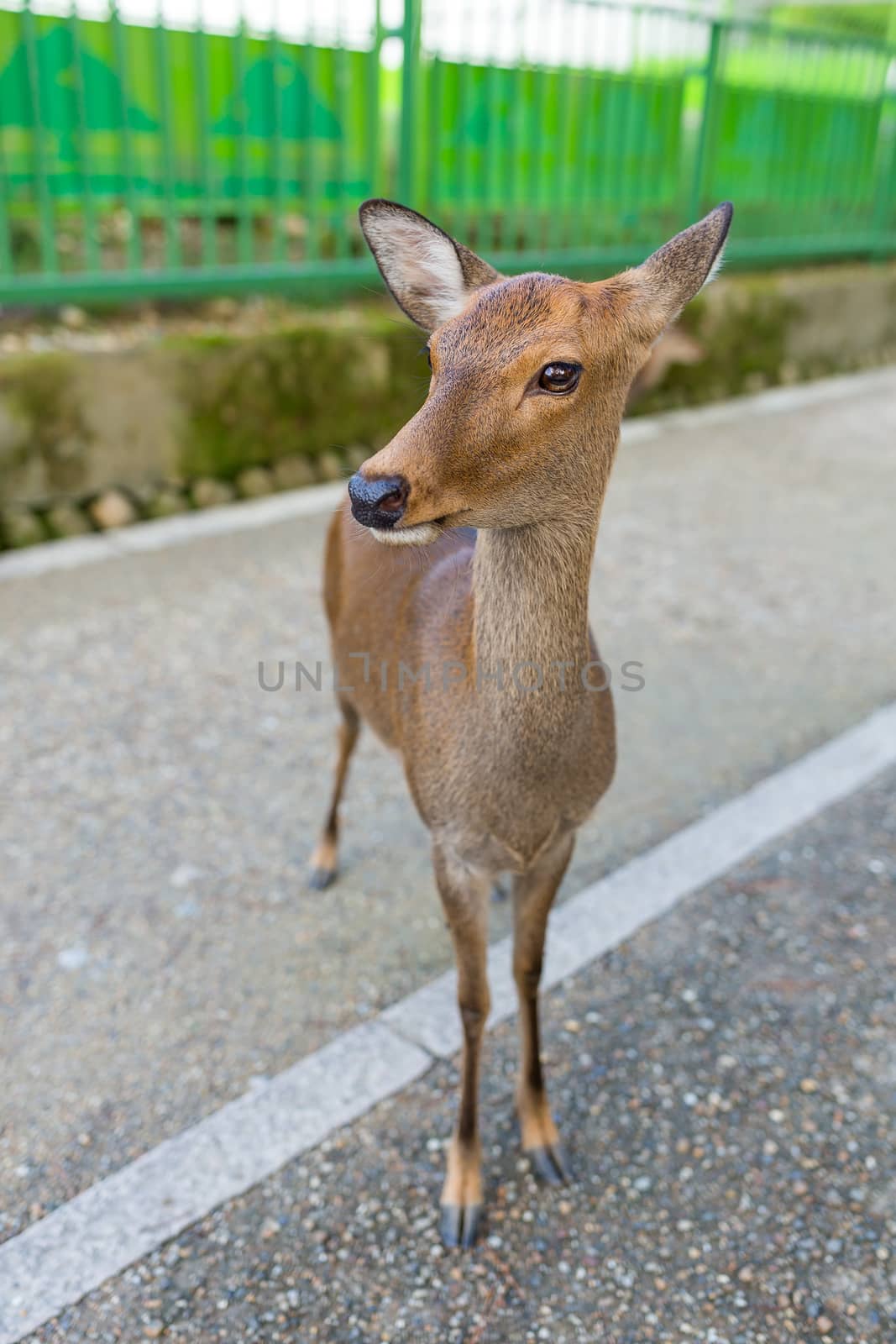 Cute Deer in Nara park by leungchopan