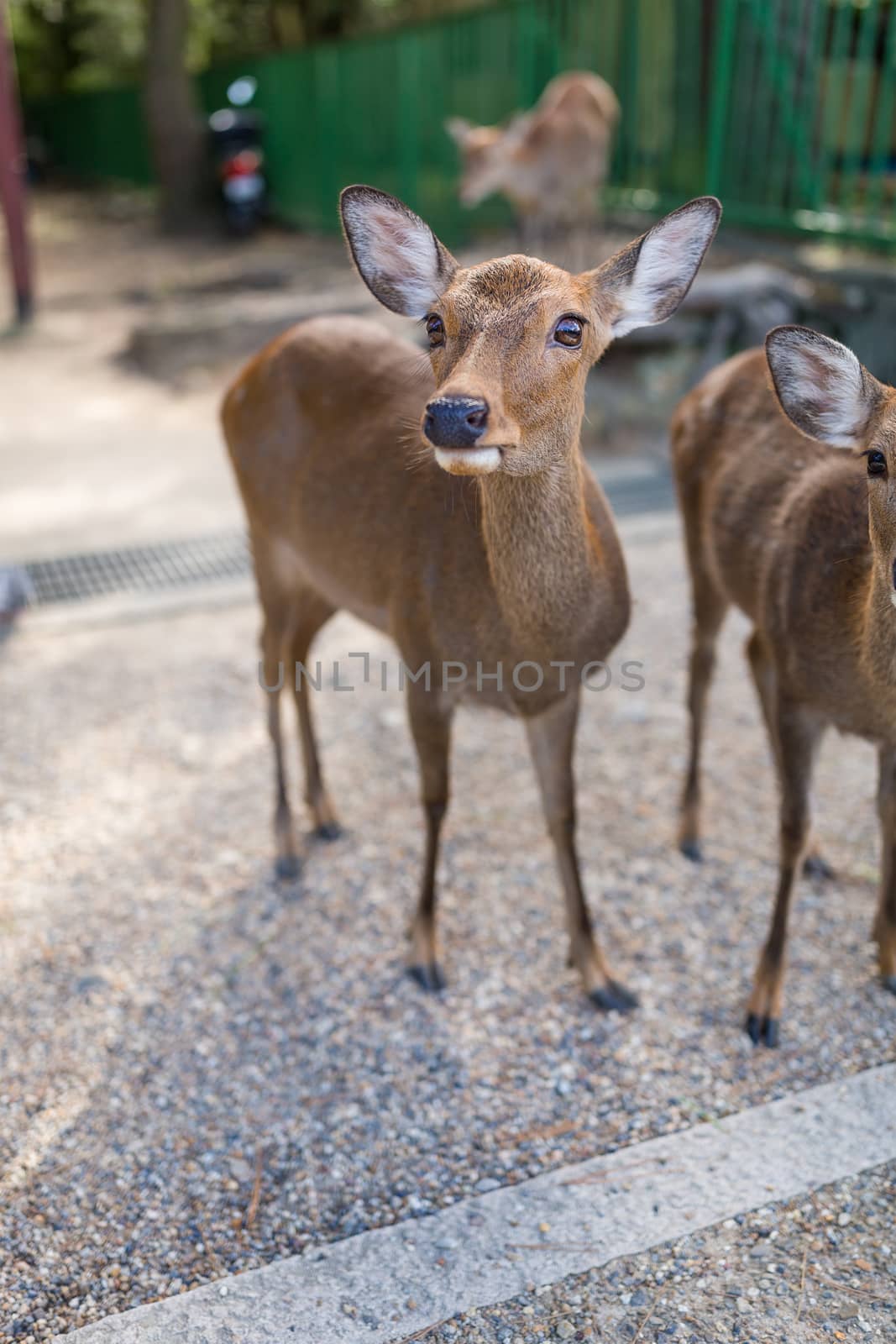 Cute Wild deer by leungchopan
