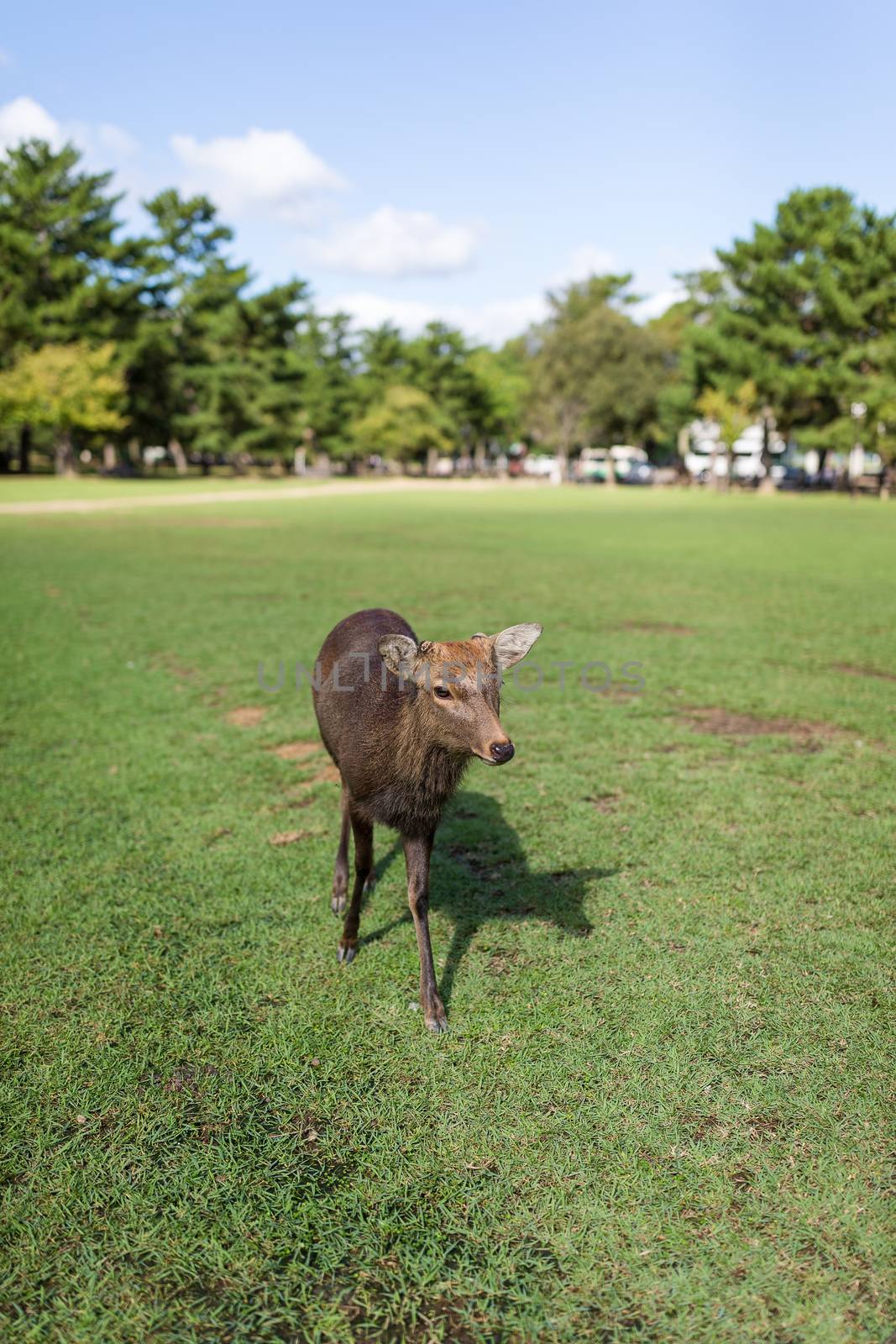 Deer walking in a park by leungchopan