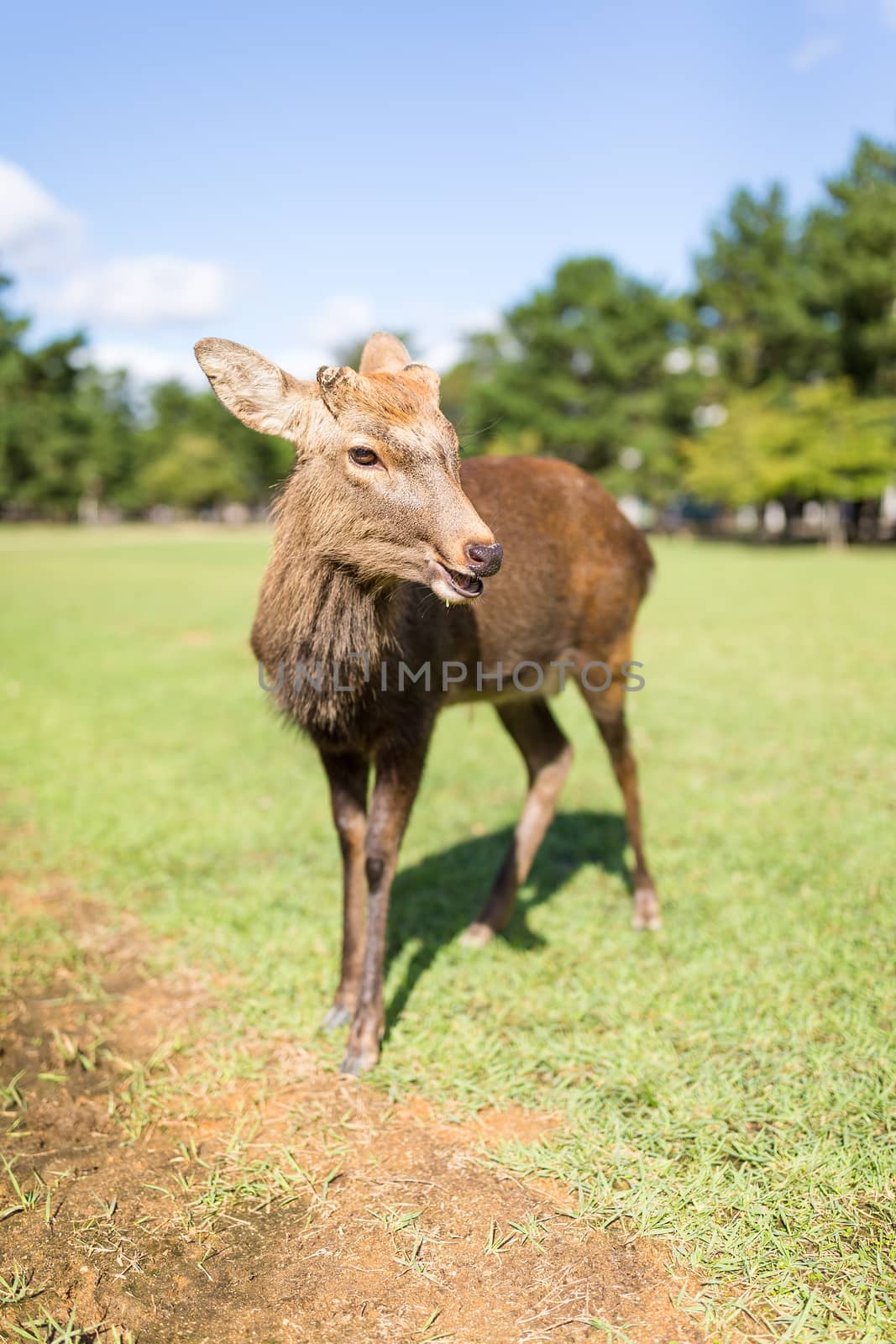 Cute Deer by leungchopan