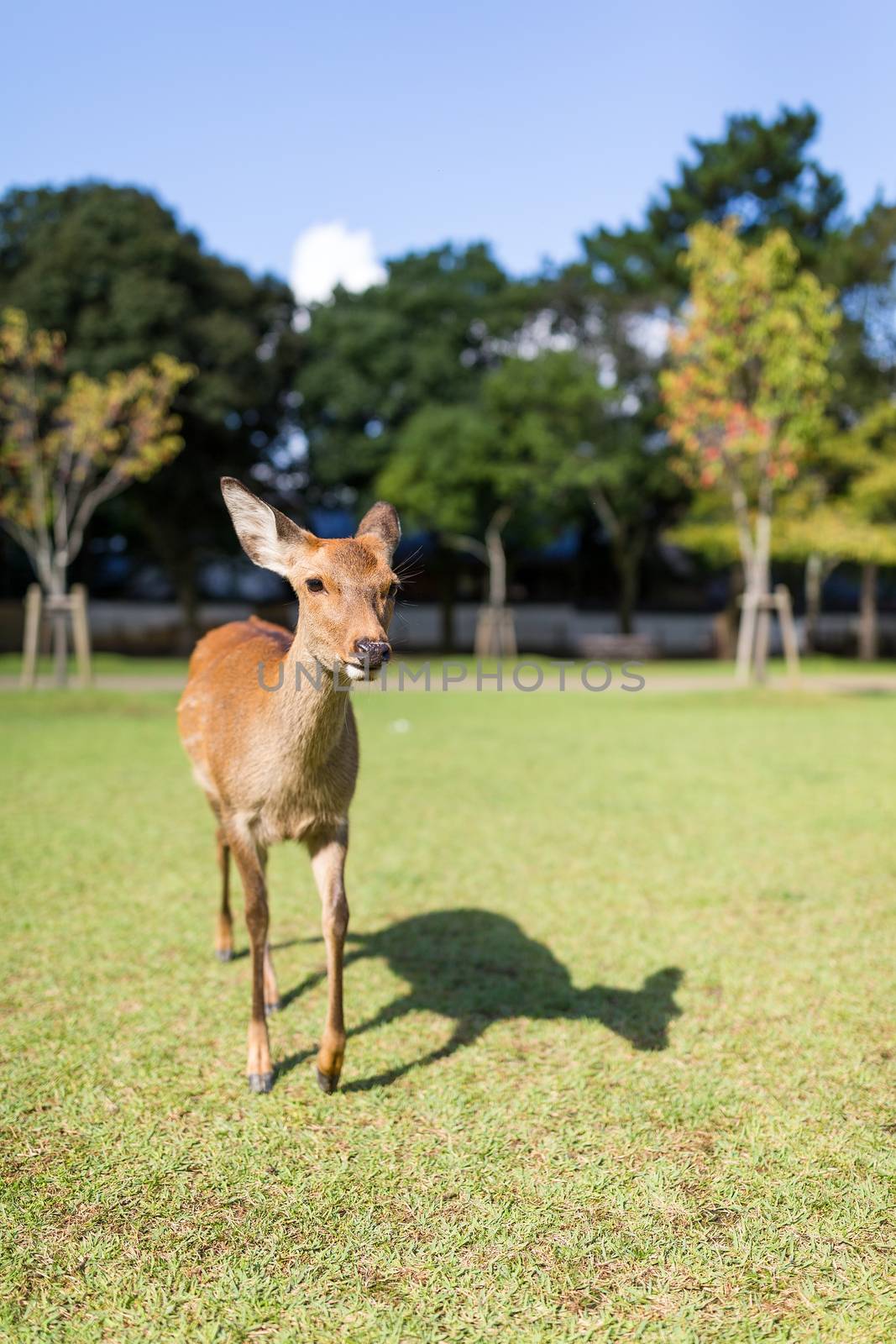 Lovely Deer walking in a park by leungchopan
