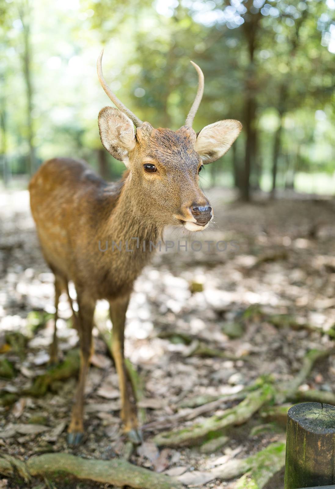 Deer in Nara city by leungchopan
