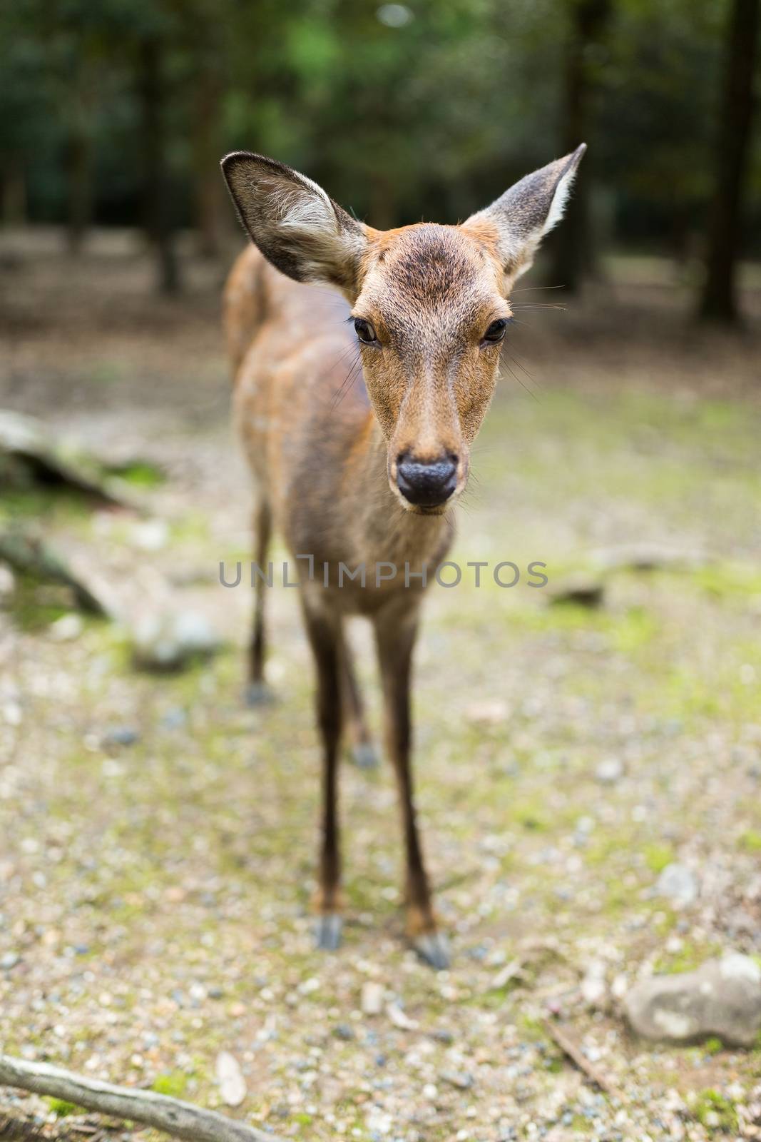 Nara park and a deer by leungchopan