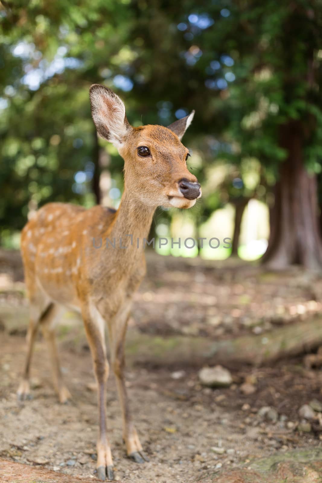 Wild deer in natural habitat wildlife by leungchopan