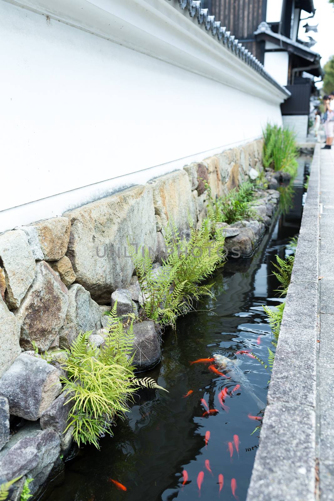 Koi fish swimming in canal at outdoor by leungchopan
