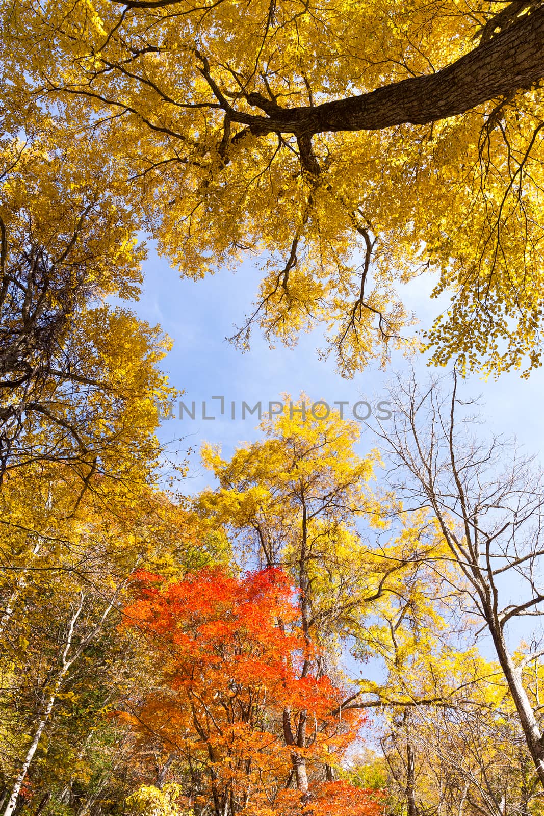 Autumn maple tree by leungchopan