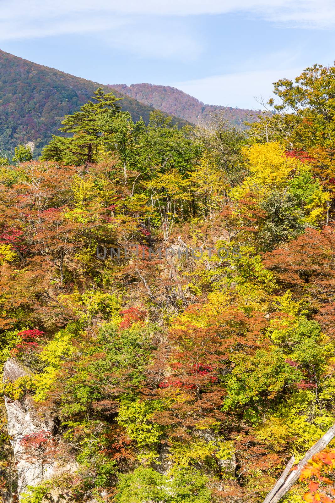 Naruko canyon with autumn foliage in Japan by leungchopan