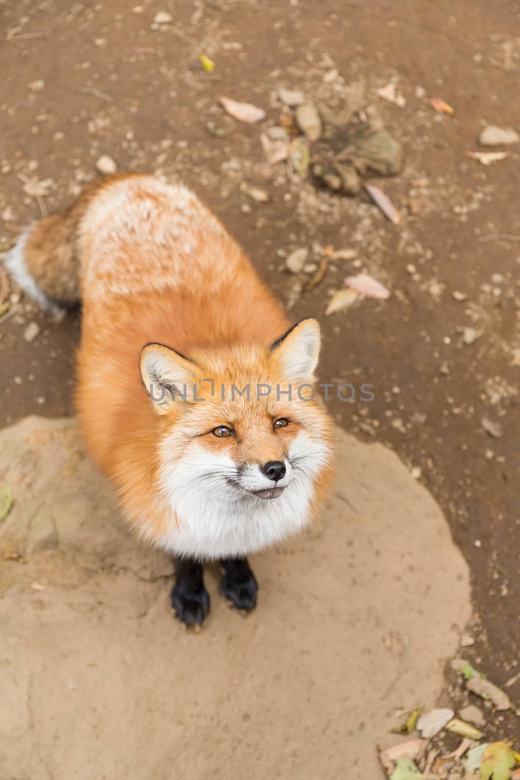 Cute red fox