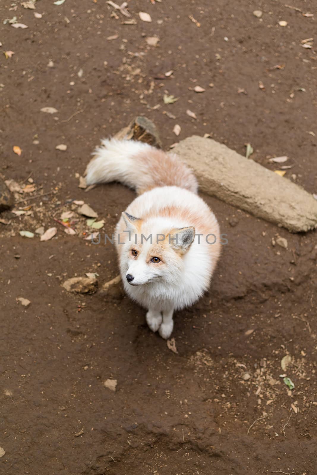 White fox at outdoor