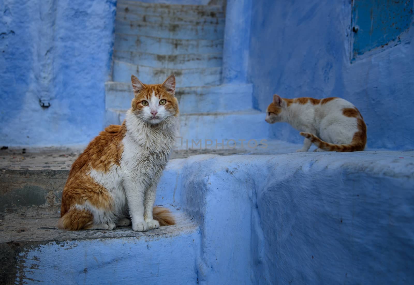 Cats in Chefchaouen, the blue city in the Morocco. by johnnychaos