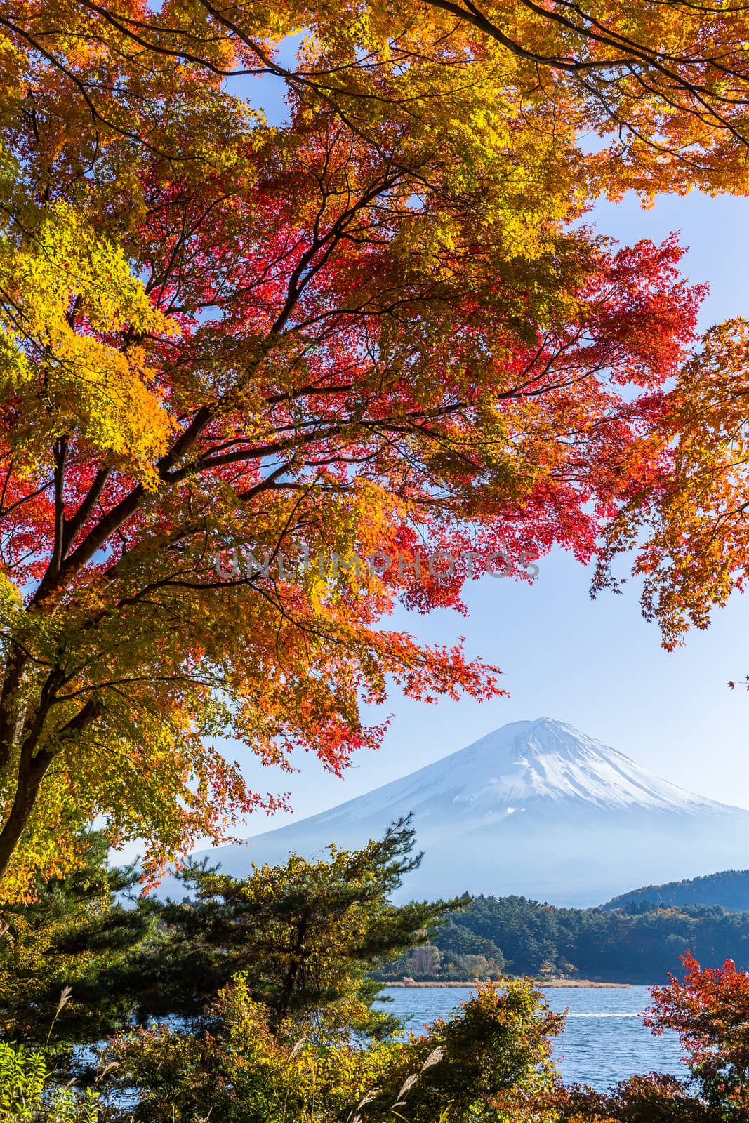 Mount Fuji which is viewed from lake Kawaguchi in autumn by leungchopan