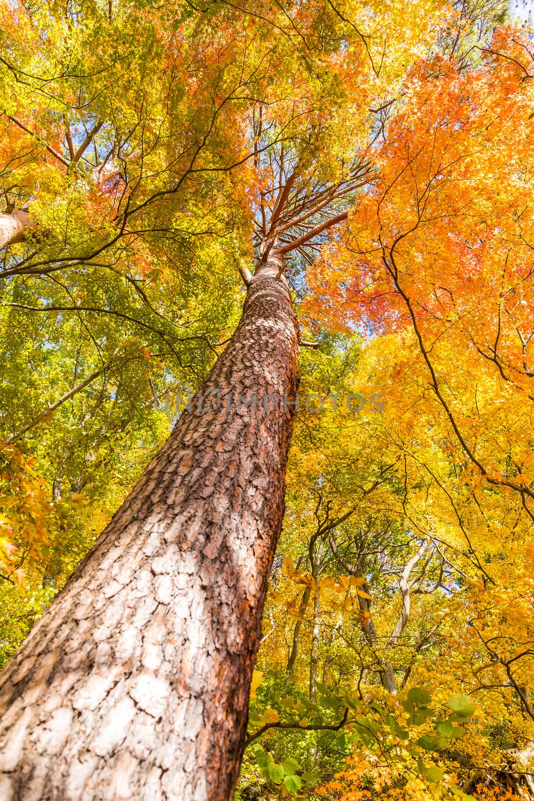Maple Tree in Autumn season by leungchopan