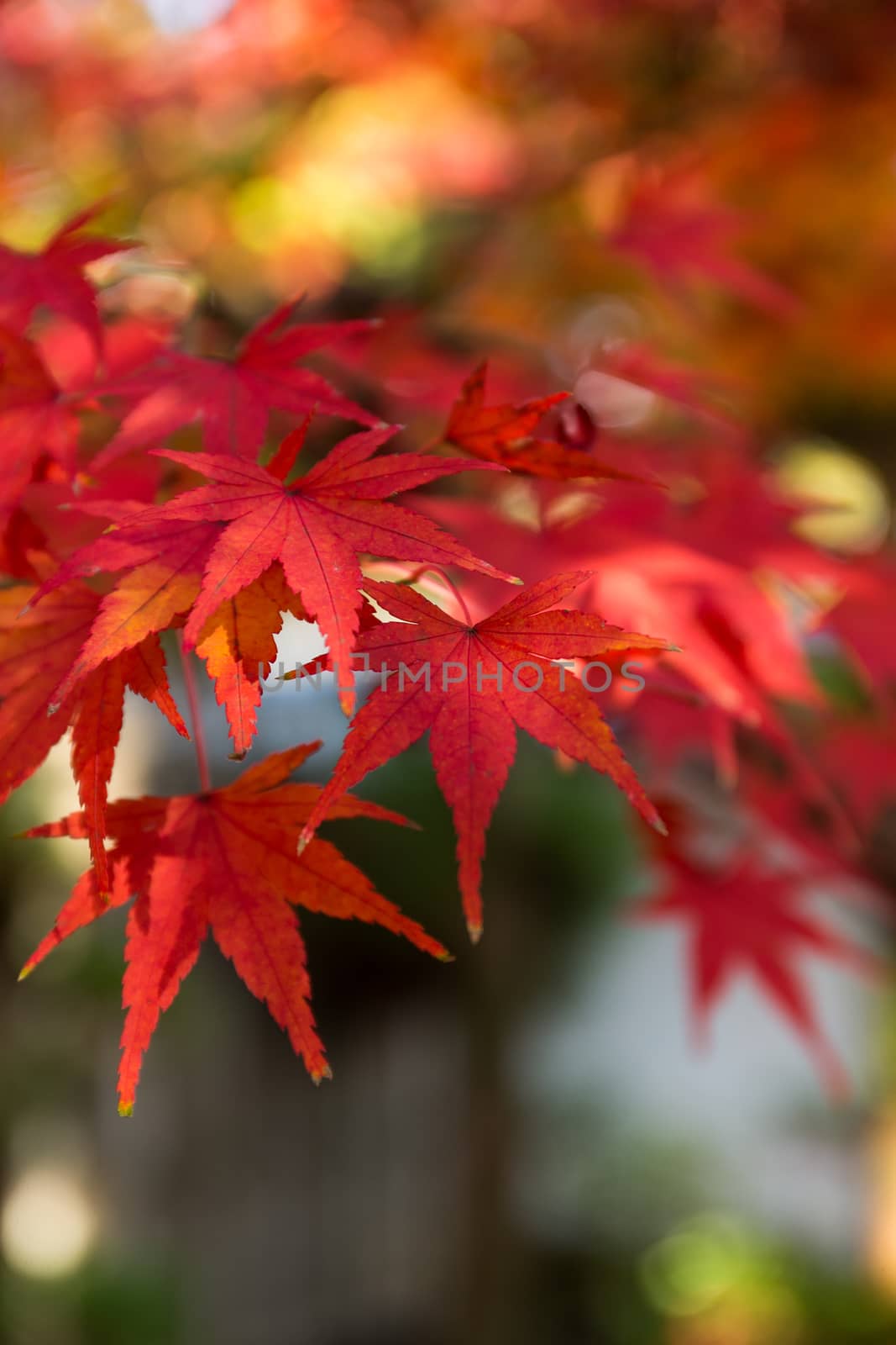 Red japanese maple by leungchopan