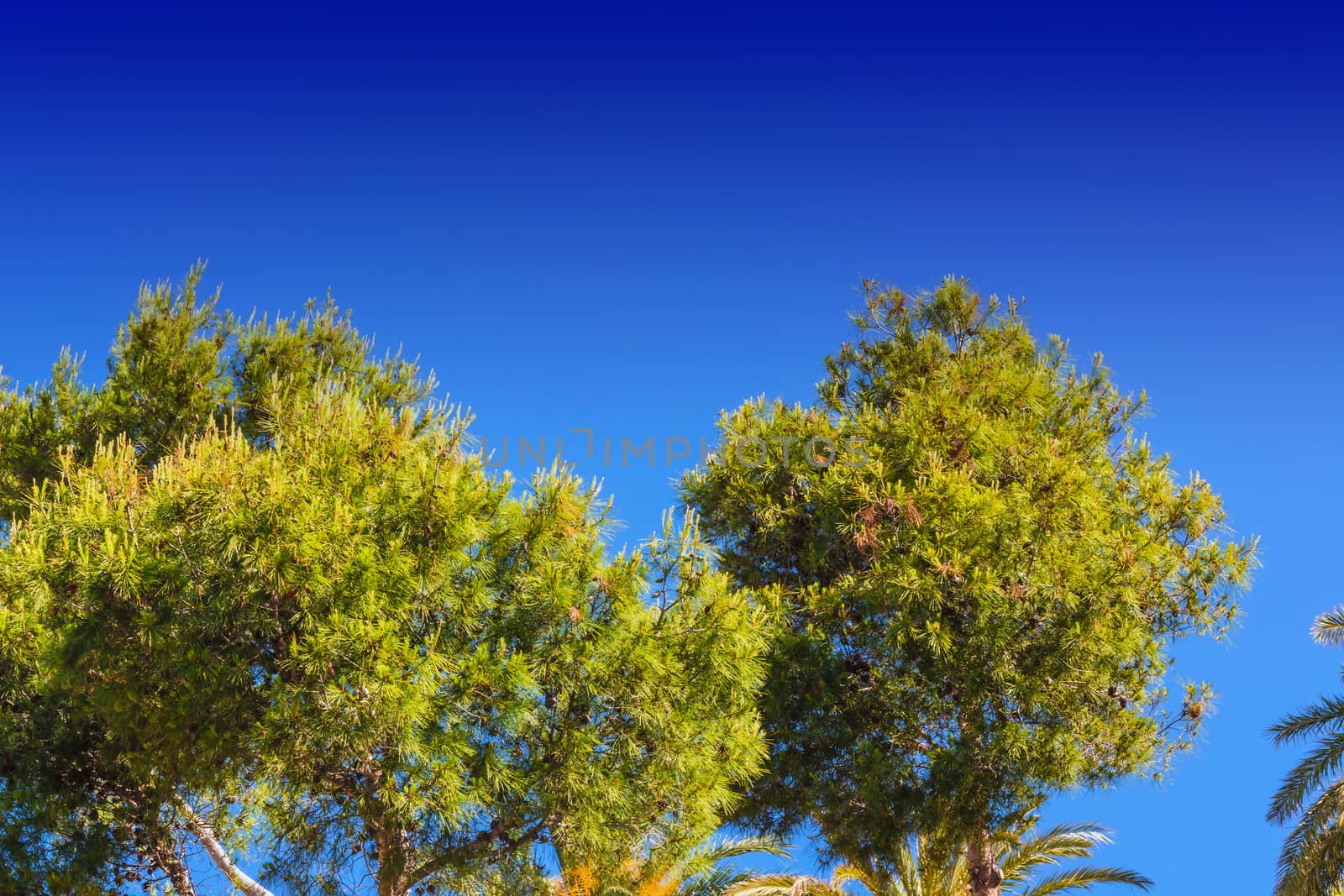 Landscape, tree tops of pine trees and palm trees  by JFsPic