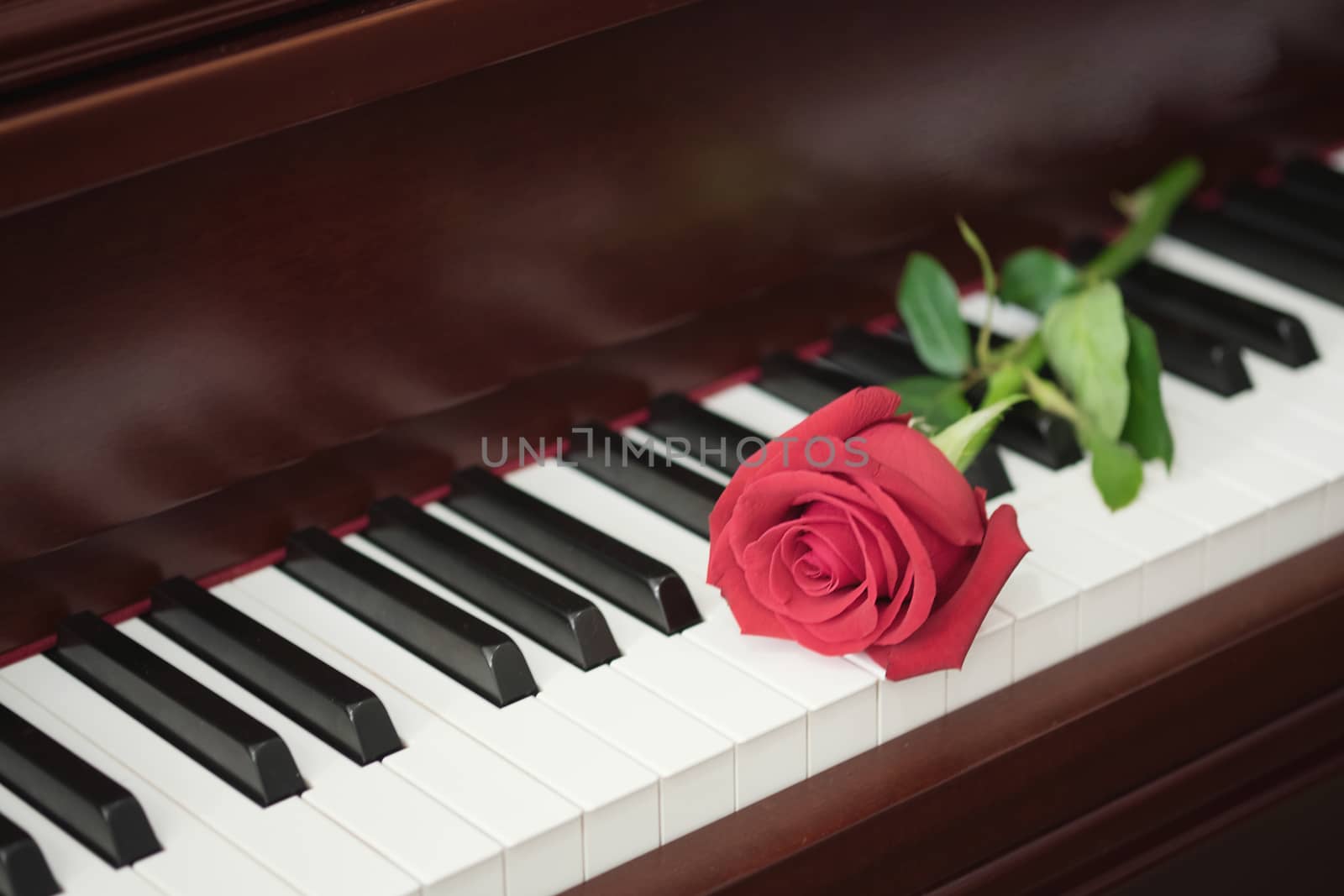 Rose of red put on piano keyboard with romantic concept. by prathanchorruangsak