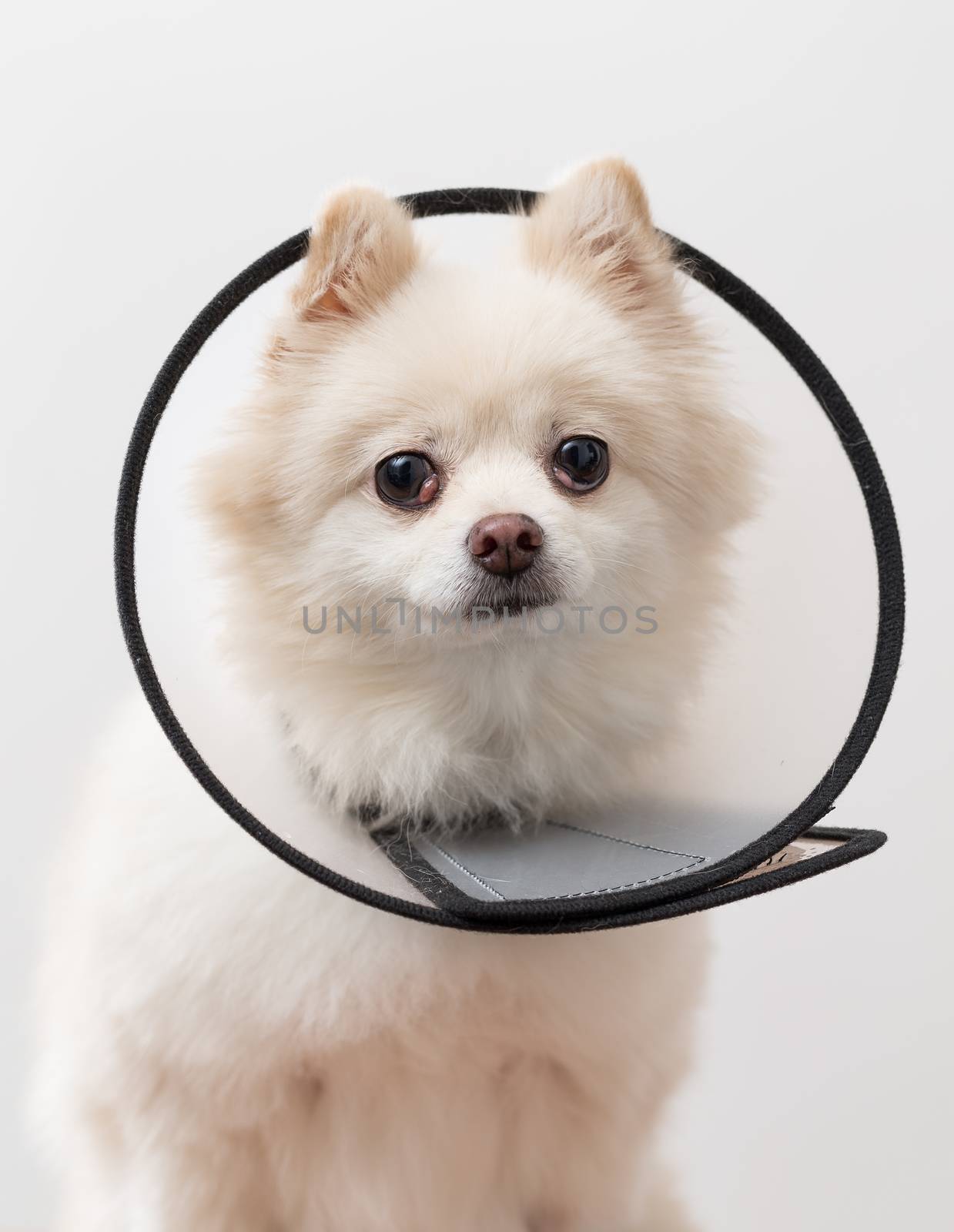 White pomeranian dog with protective collar