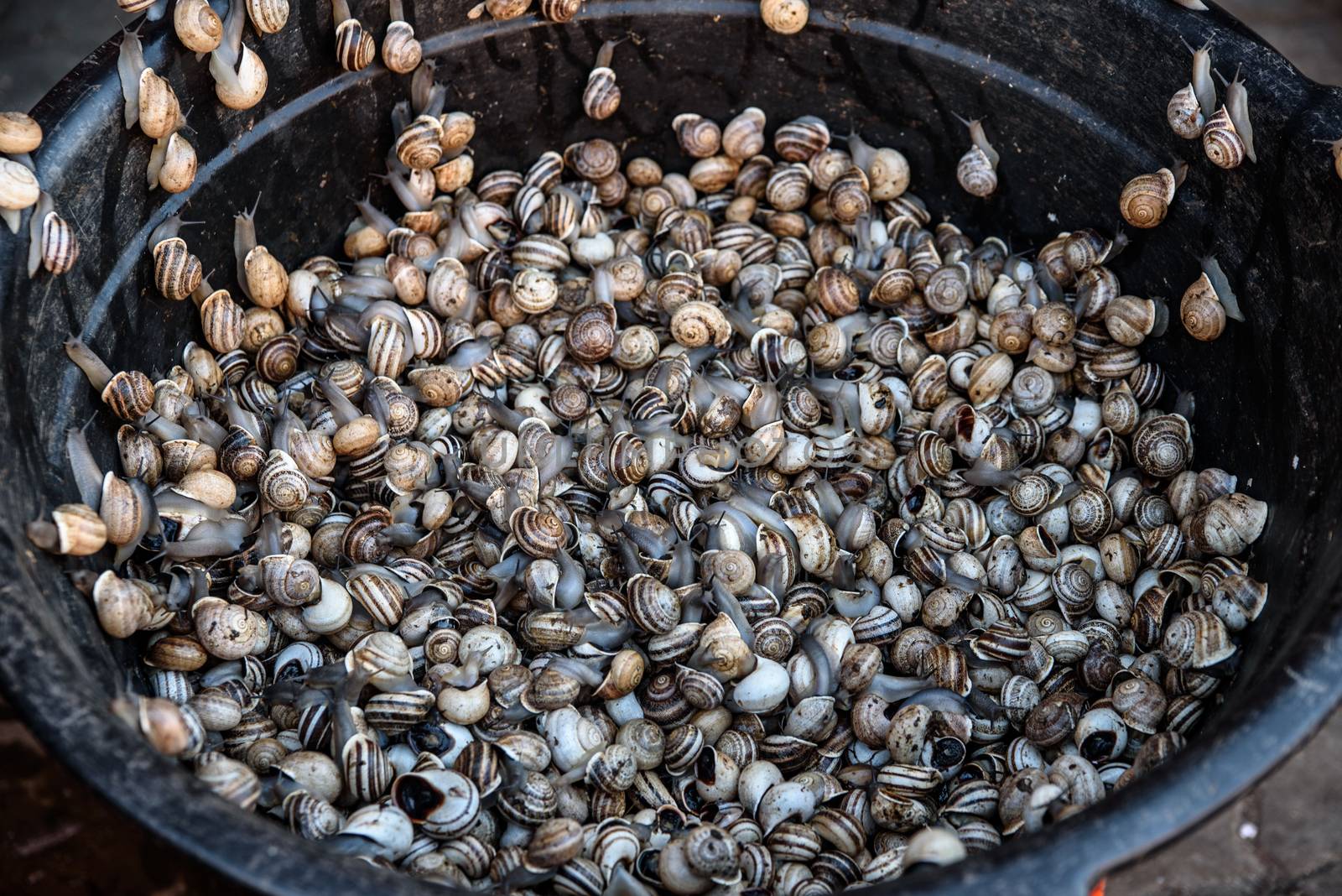 Fresh snails for sale in the souk of Marrakech, Morocco by johnnychaos