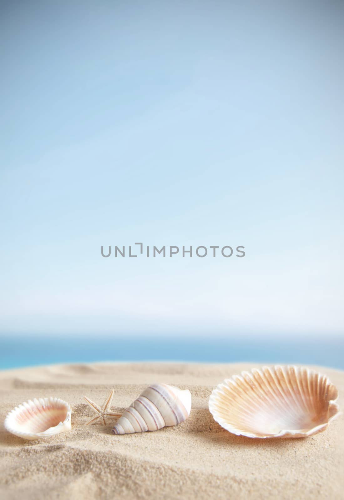 Sea shells on beach sand with blue sky background