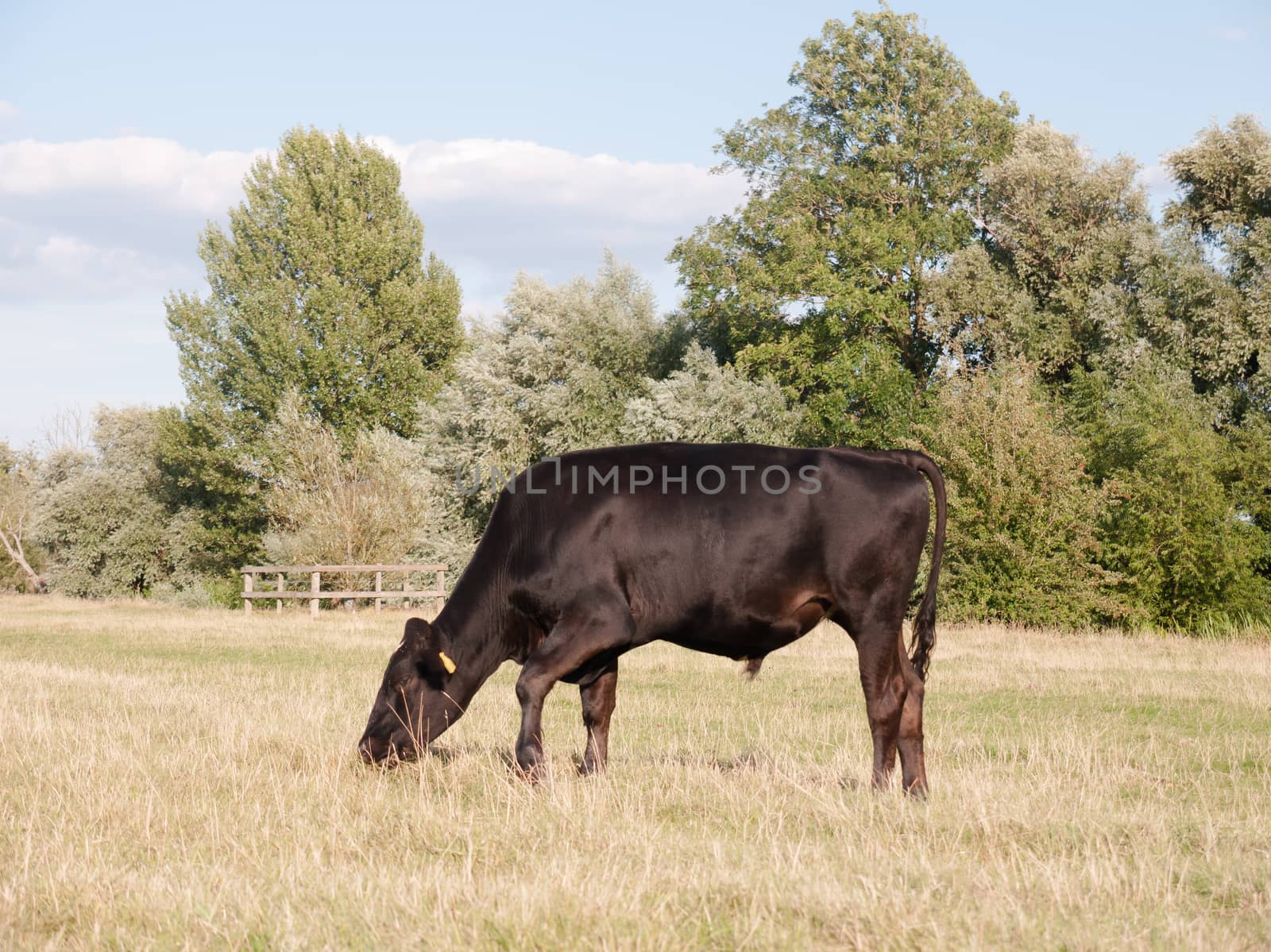 a black cow grazing single in a field on a summer's day in dedha by callumrc