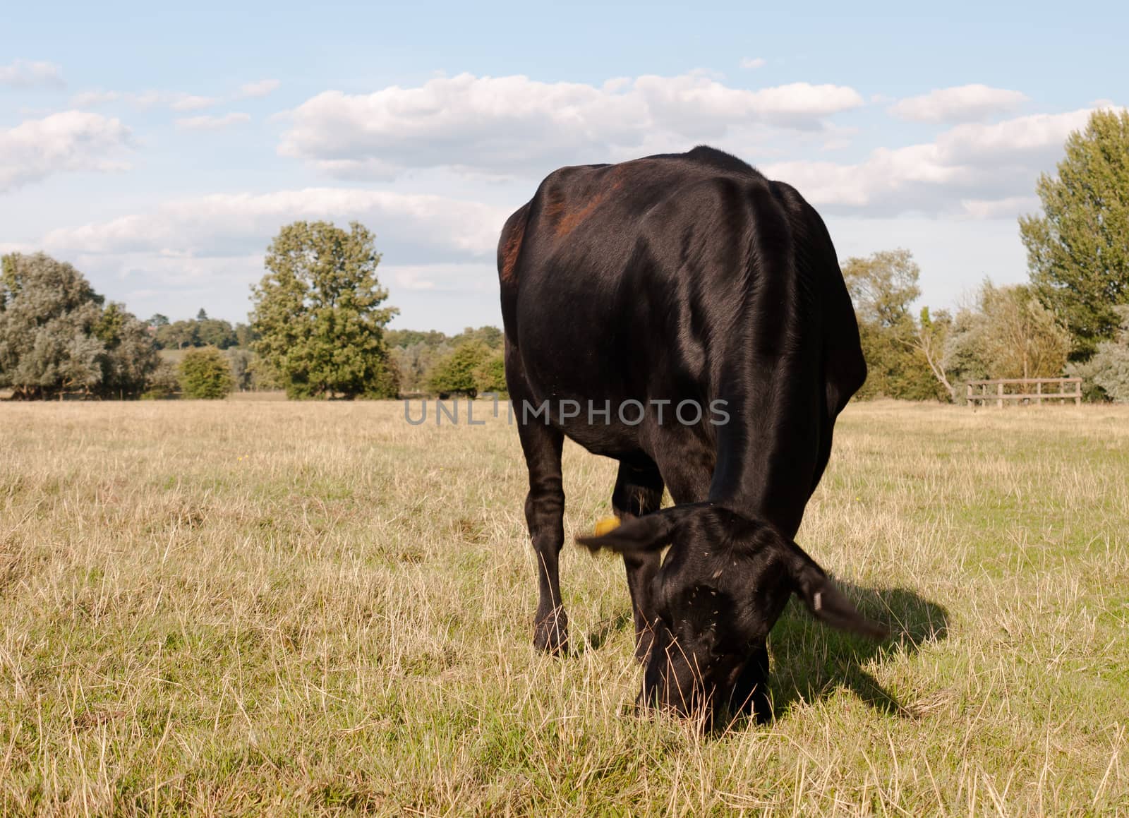 a black cow grazing up close with motion blurred ears on a summer's day in dedham; UK