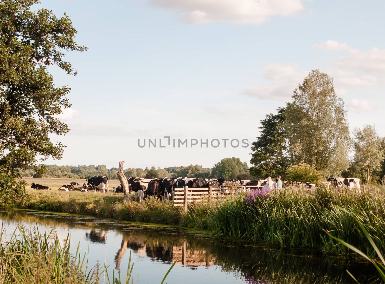a group of cows blocking a country walk gate family from passing on a summer's day; UK