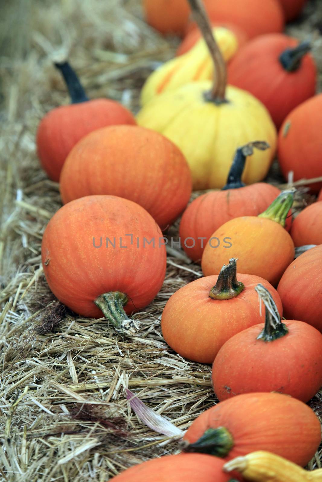 Big pumpkins. Fair of a pumpkins in California