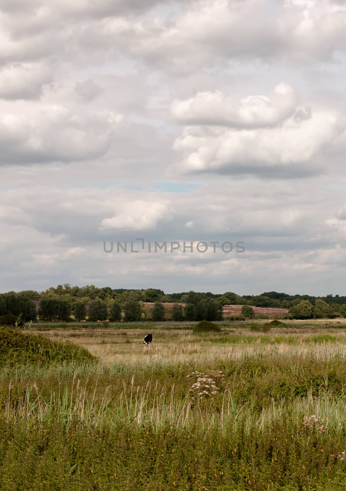 farmland grassland uk meadow outside in country with a cow grazing; UK