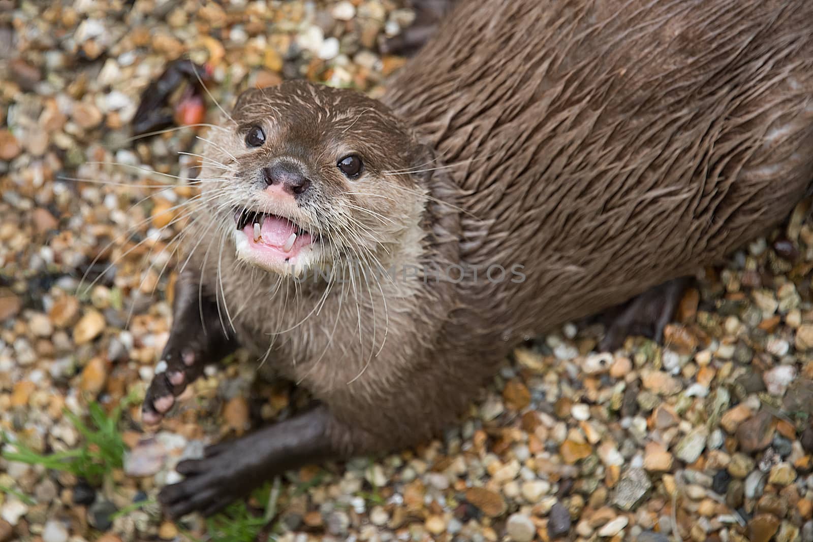 Close portrait of an asian short clawed otter looking up and smiling showing open mouth and teeth