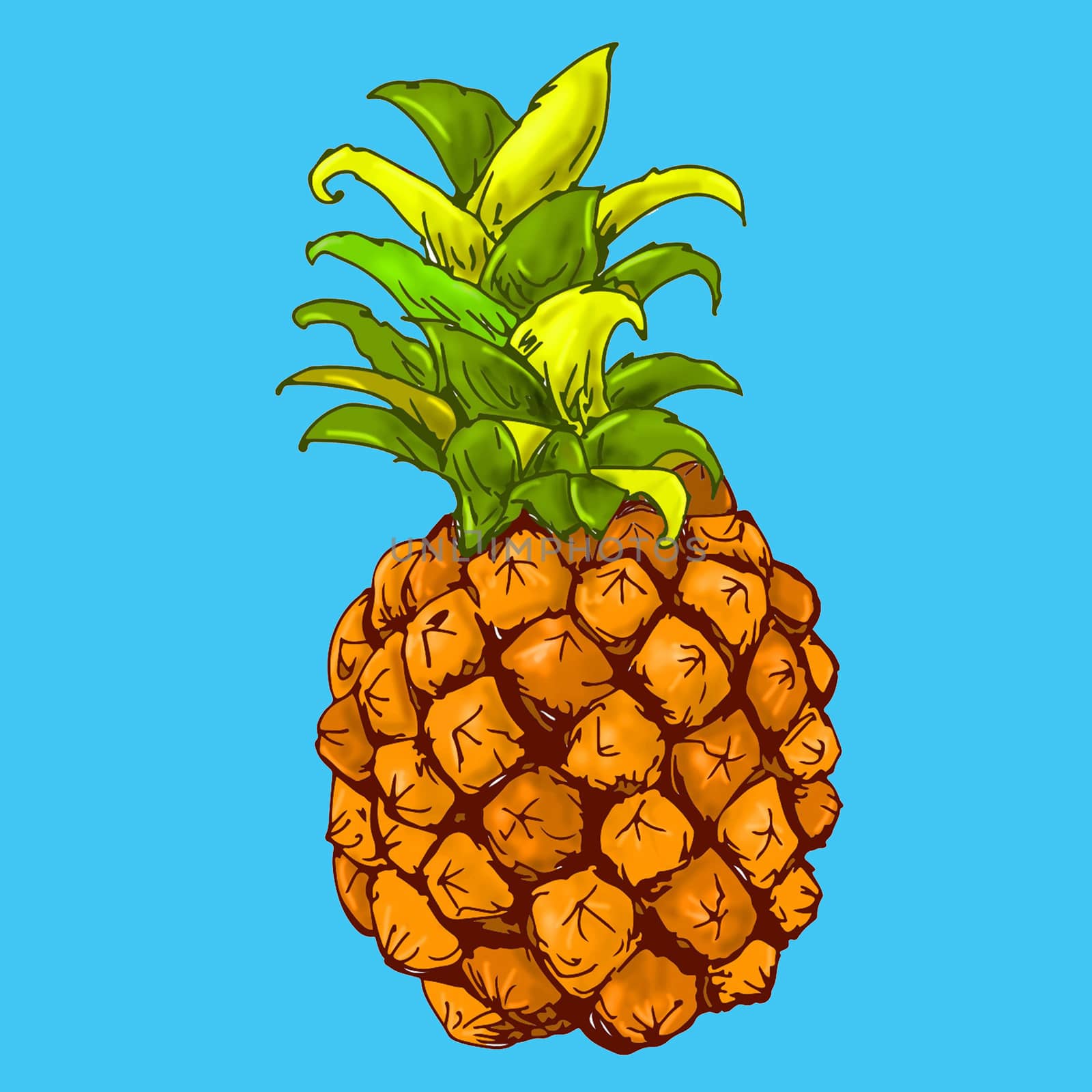 pineapple drawn in color with white background by silviagaudenzi