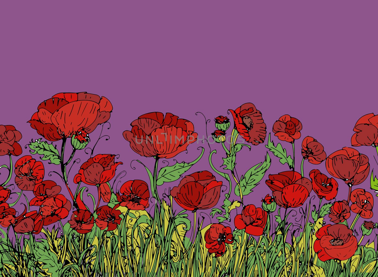 Field of red poppies