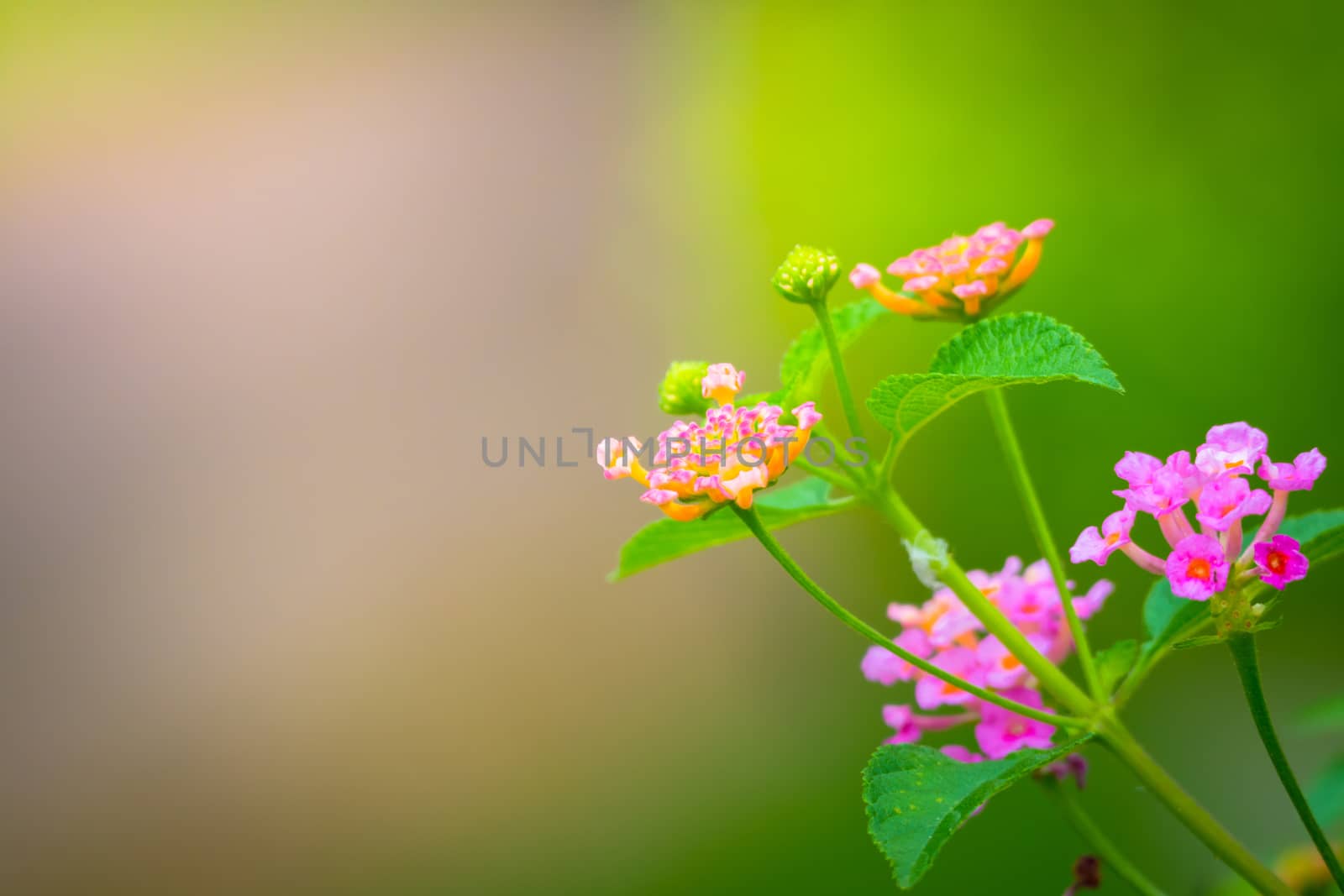 The background image of the colorful flowers by teerawit