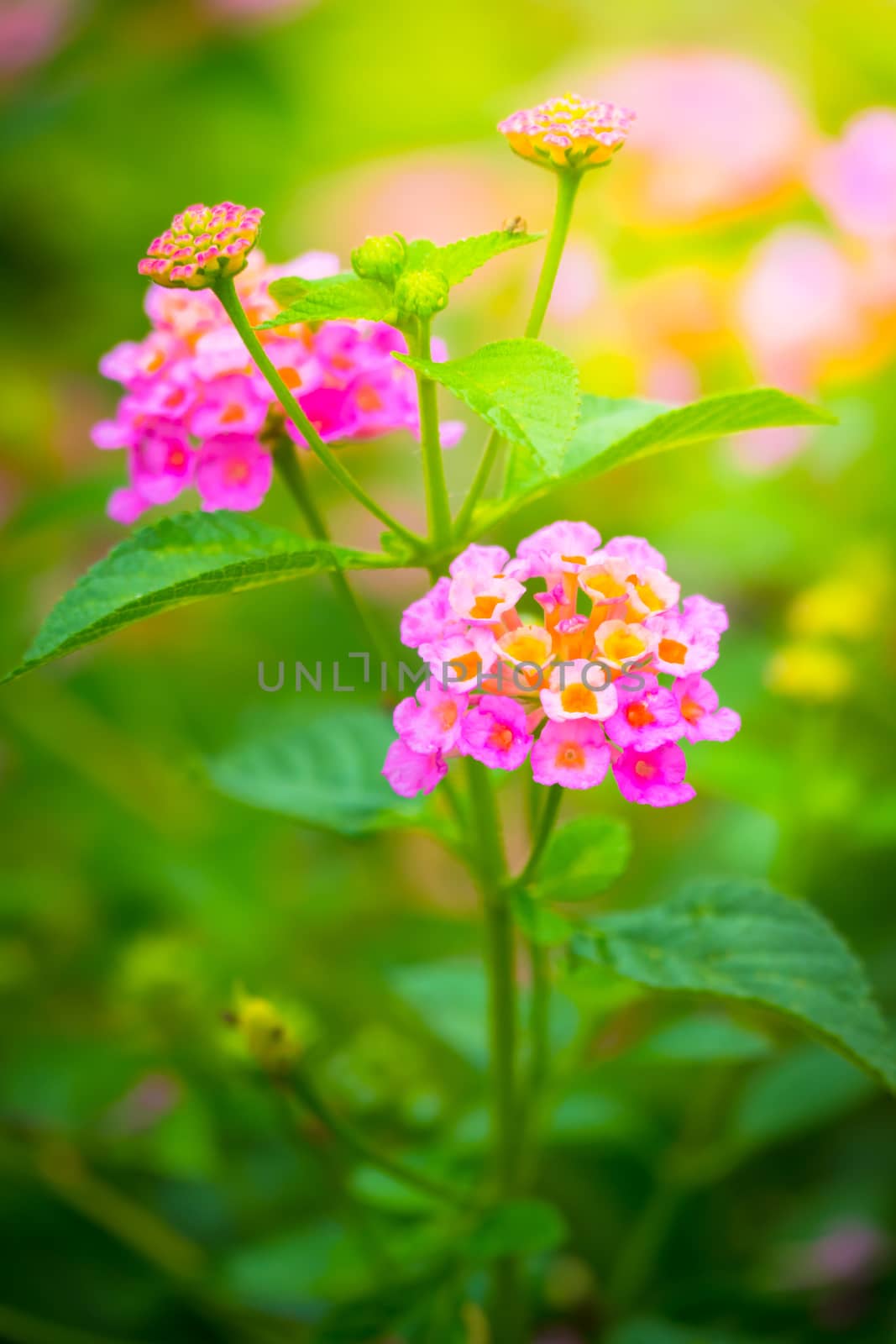 The background image of the colorful flowers by teerawit