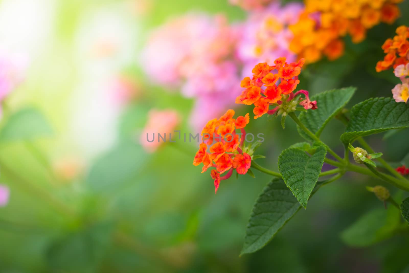 The background image of the colorful flowers by teerawit