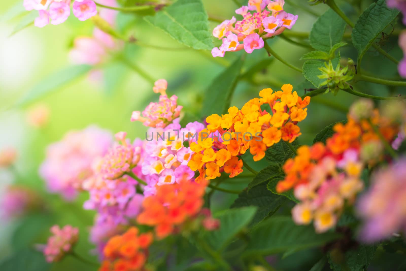 The background image of the colorful flowers by teerawit