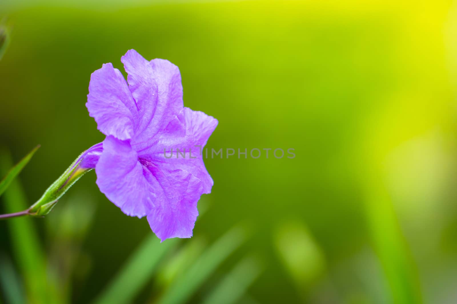 The background image of the colorful flowers, background nature