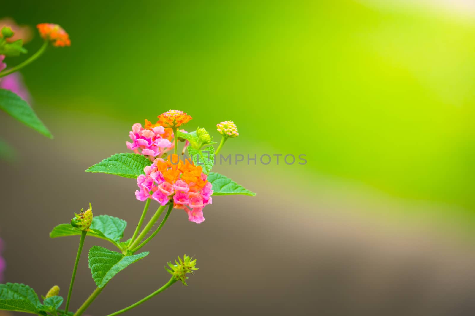 The background image of the colorful flowers by teerawit