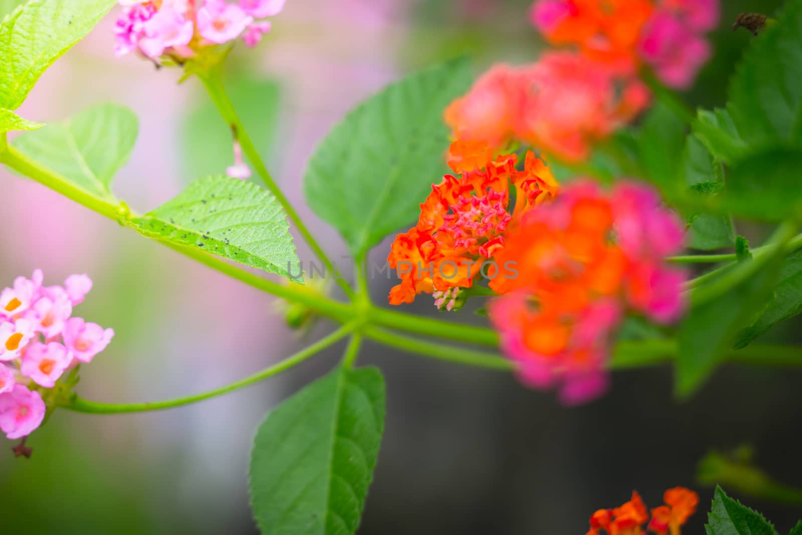 The background image of the colorful flowers, background nature