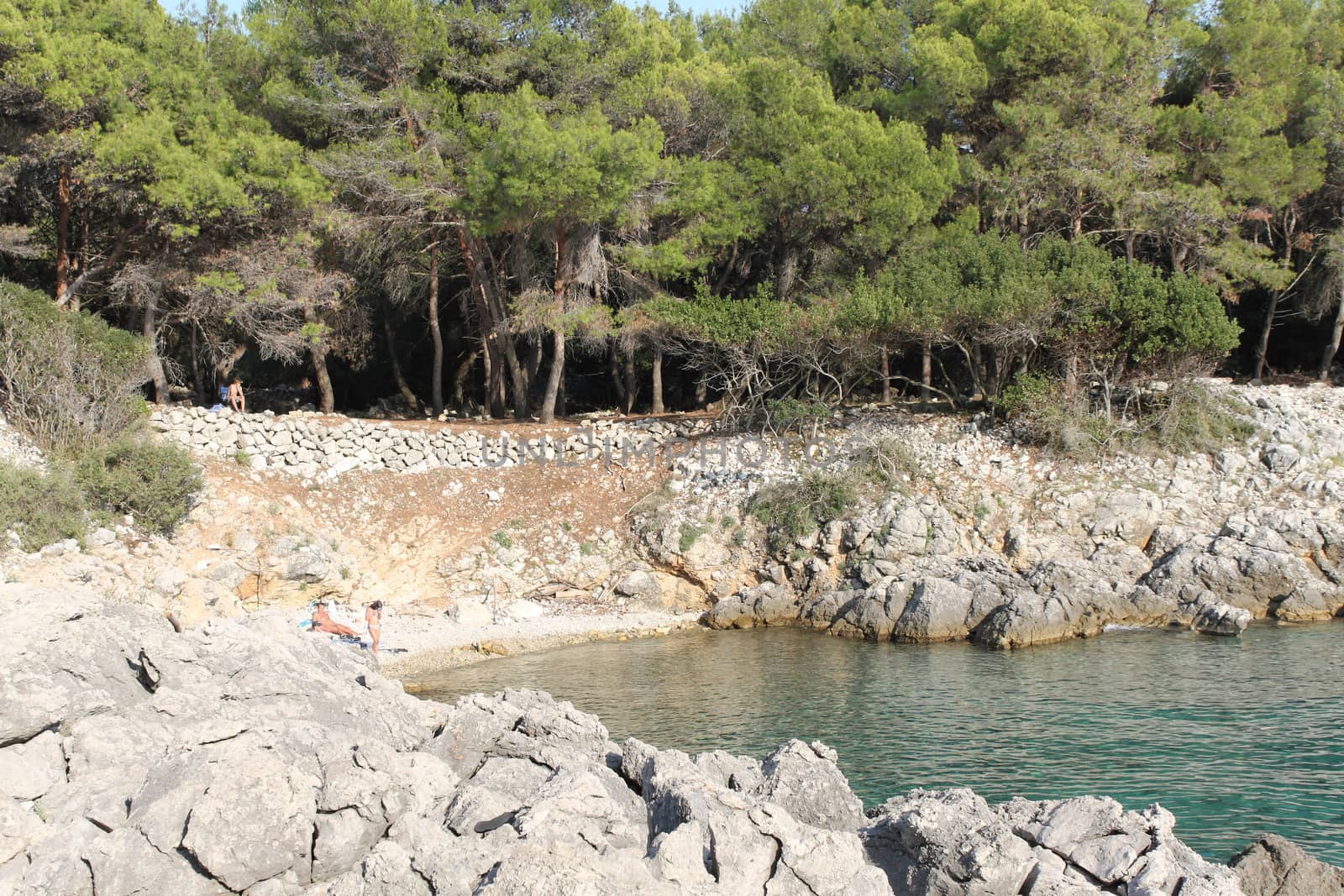 Coniferous forest on the Adriatic Sea in Croatia. by Kasia_Lawrynowicz