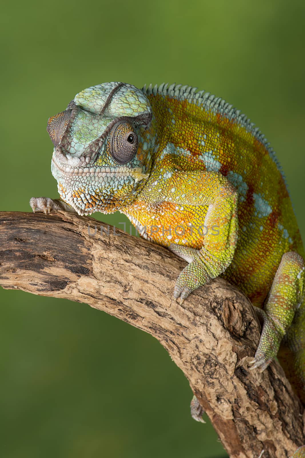 three quarter portrait of a panther chameleon on a branch staring forward in upright vertical format against a green background with text space