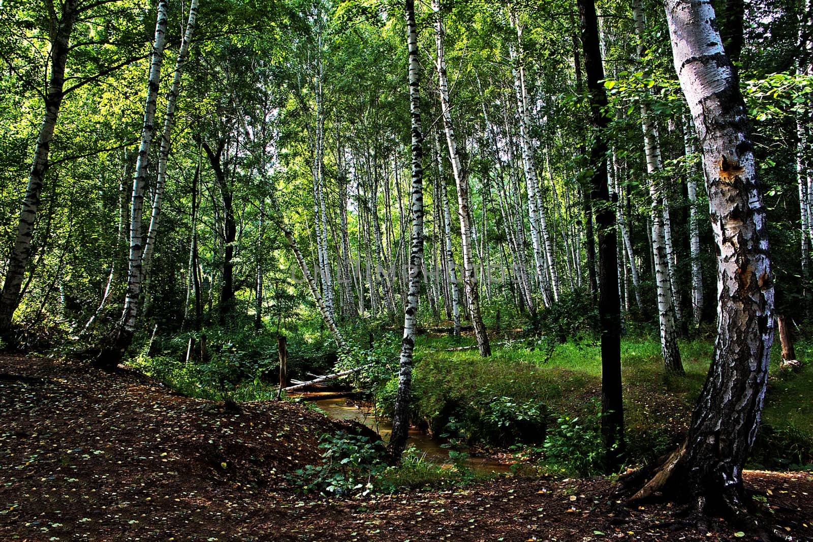 A beautiful birch forest and a flowing small river on a summer day.