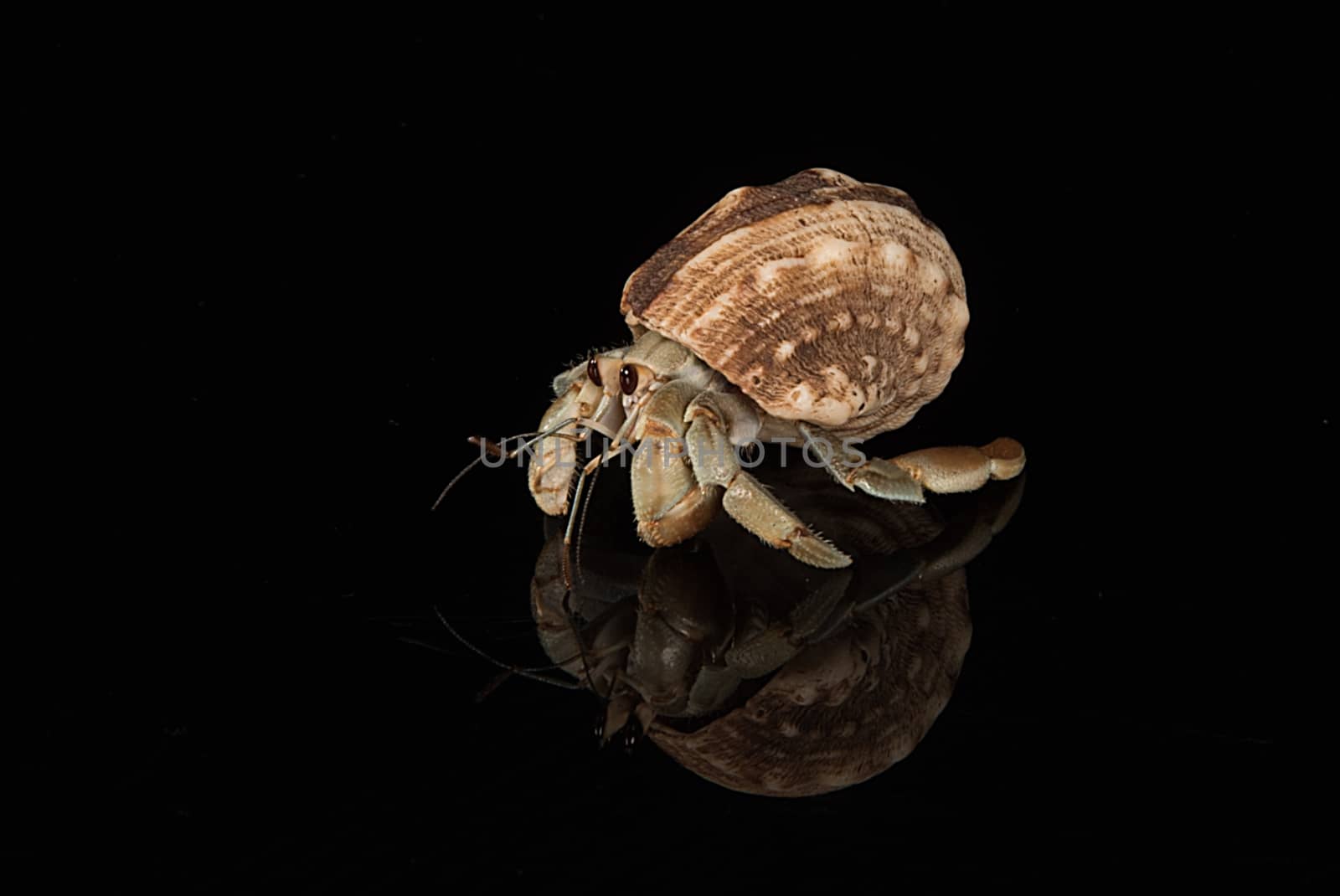 A hermit crab emerged for its host shell with reflection and set on a black background