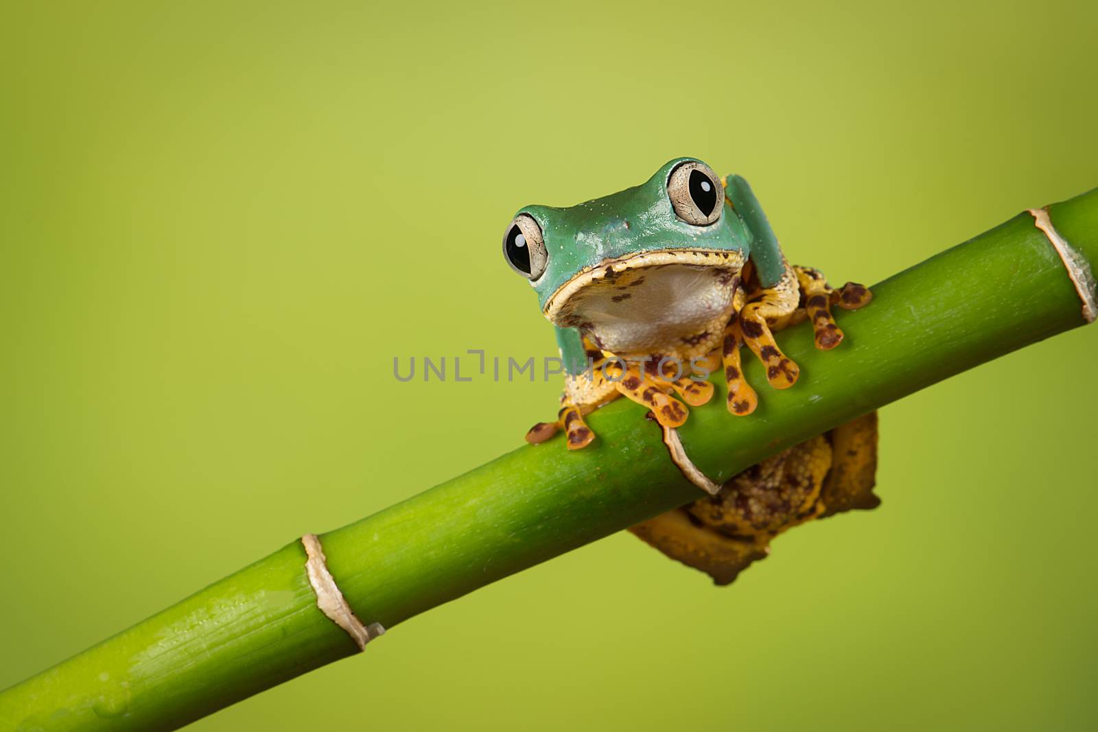 Super Tiger Leg Monkey Frog balancing on a bamboo shoot also known as the waxy tree frog