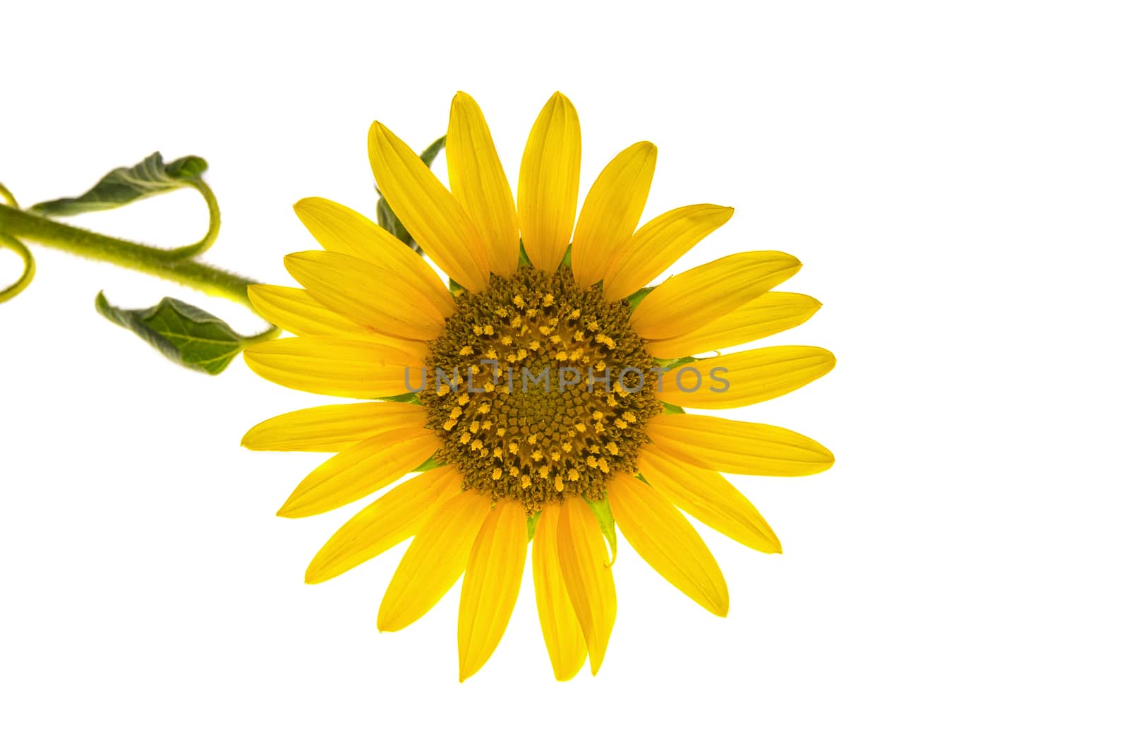 beauty young sunflower isolated in white background