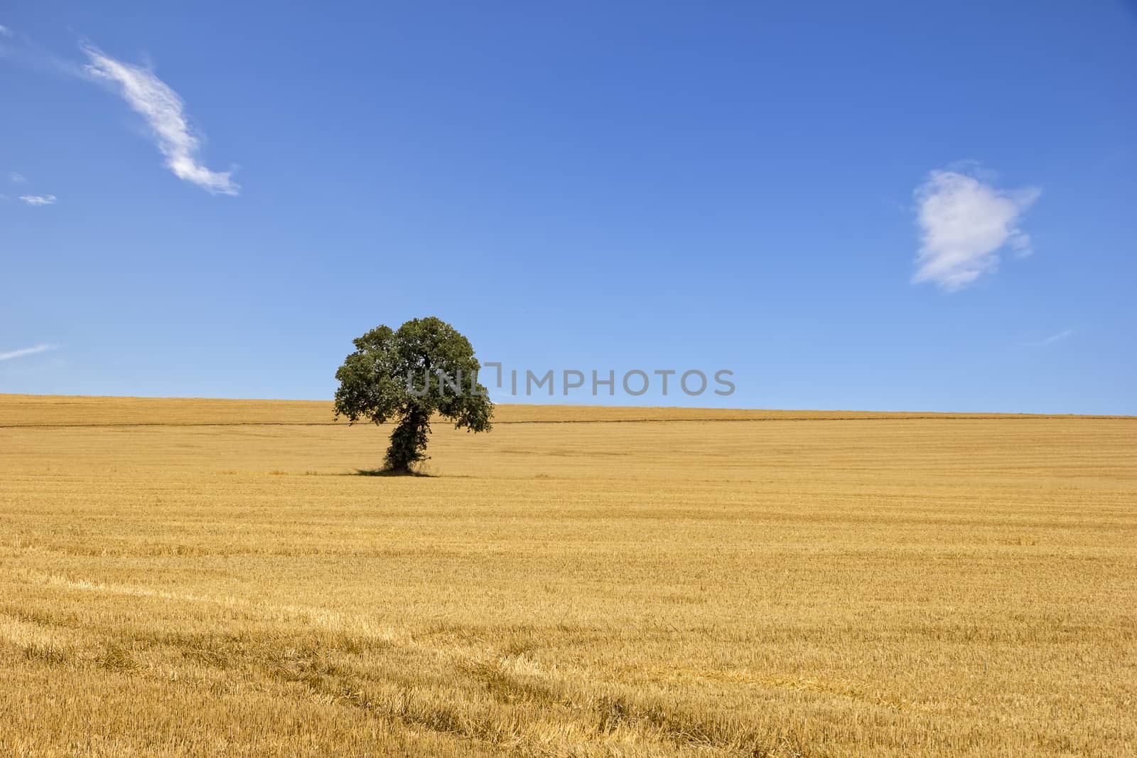 Alone tree in yellow field. Day view
