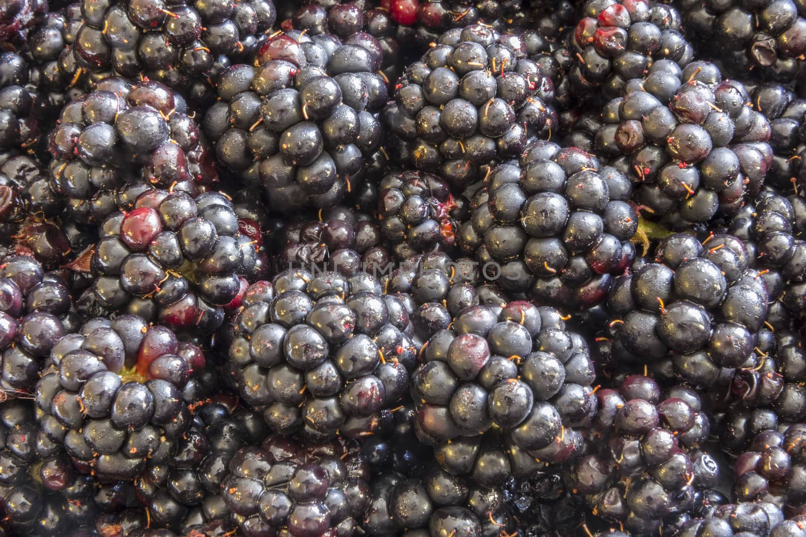 Blackberries background. Close up top view