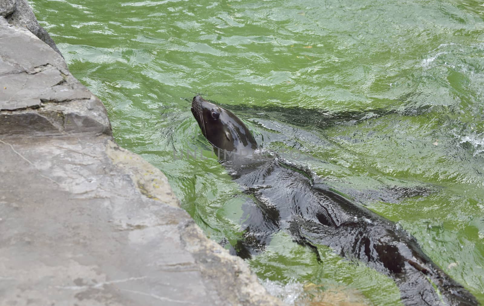 Sea lion Swimming in water