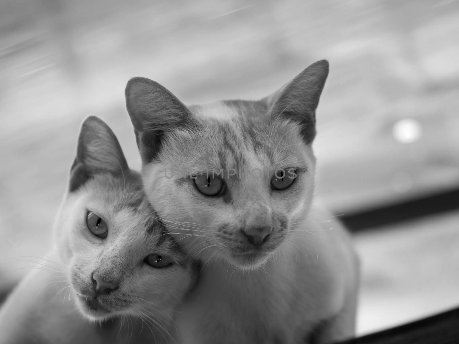 BLACK AND WHITE PHOTO OF COUPLE CAT LOOKING AT CAMERA