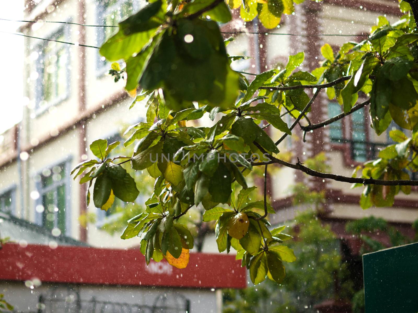 COLOR PHOTO OF CLOSE-UP OF RAINDROPS AND BLURRY LEAVES