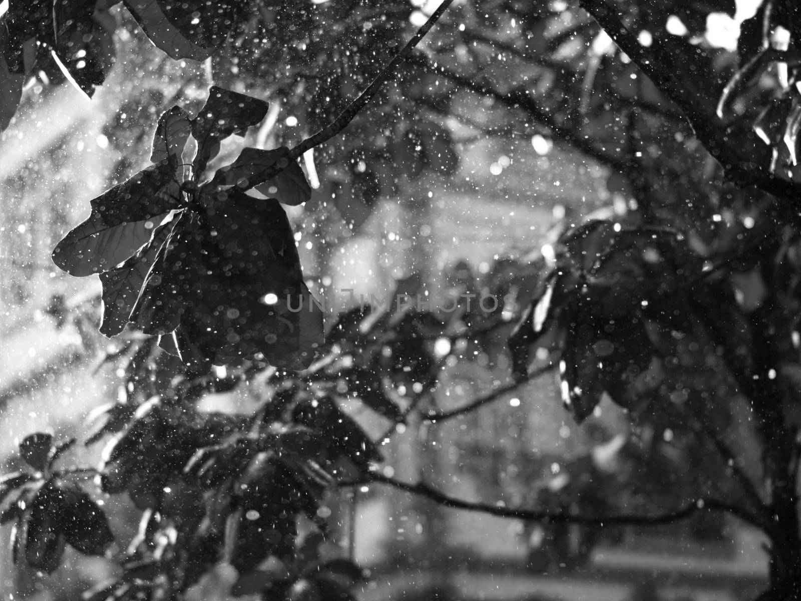 BLACK AND WHITE PHOTO OF CLOSE-UP OF RAINDROPS AND BLURRY LEAVES